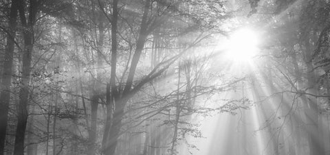 Ways to Celebrate Earth Day: Rituals for Reconnection